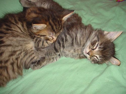 Voir photo / Foto sehen : 800x600px