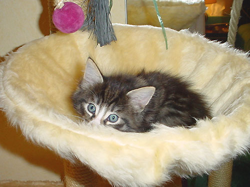 Voir photo / Foto sehen : 800x600px