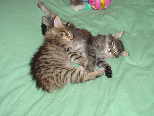 Voir photo / Foto sehen : 800x600px