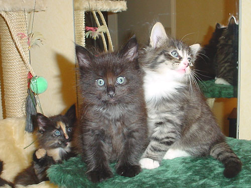 Voir photo / Foto sehen : 800x600px