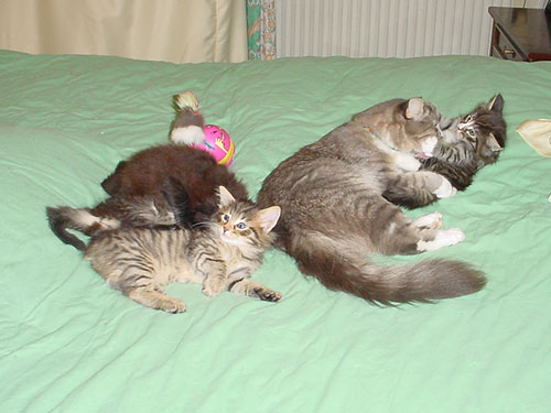 Voir photo / Foto sehen : 800x600px