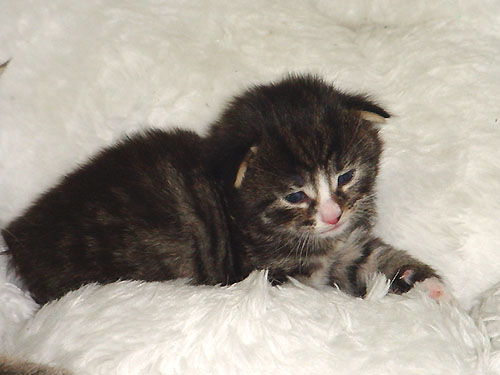 Voir photo en 800x600