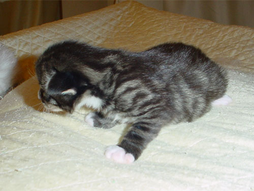 Voir photo en 800x600