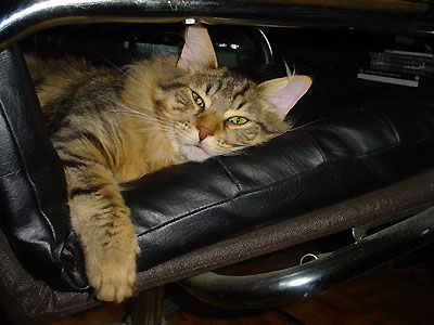 Lingoer en Février - petite sieste au bureau (on apprécie les fauteuils en cuir ?)