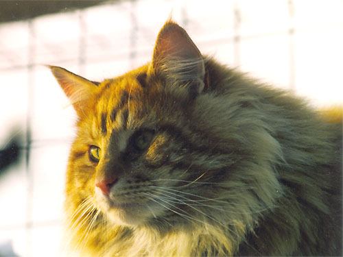 Voir photo en 800 x 600